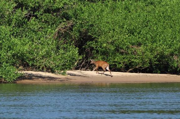 Avistando um veado em praia do rio Cuiabá, região de Porto Jofre, no final da rodovia Transpantaneira, no Pantanal Norte, no Mato Grosso